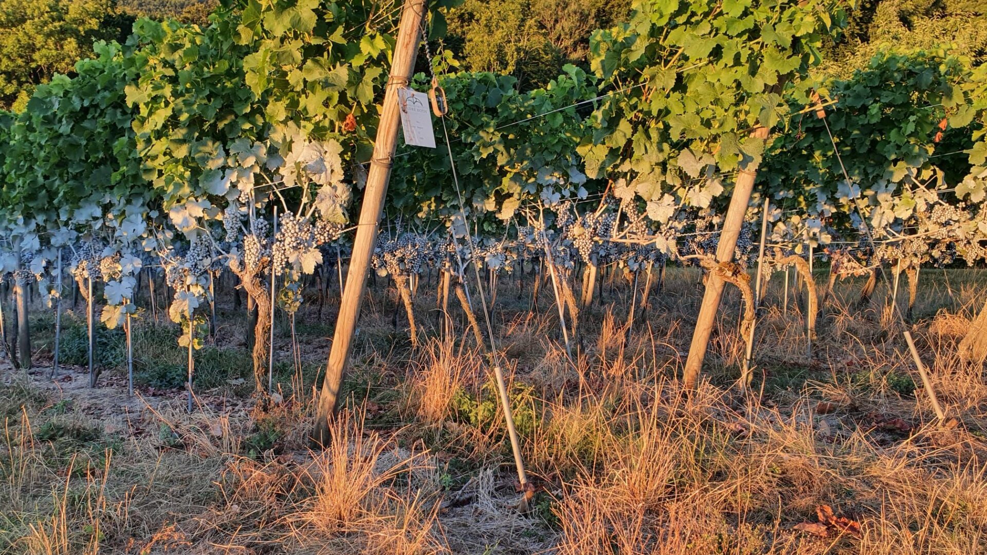 Reihen von Weinstöcken mit grünen Trauben, gestützt von Holzpfählen und Drähten, mit trockenem Gras und Sonnenlicht, das einen warmen Schein auf die Weinbergsszene wirft.
